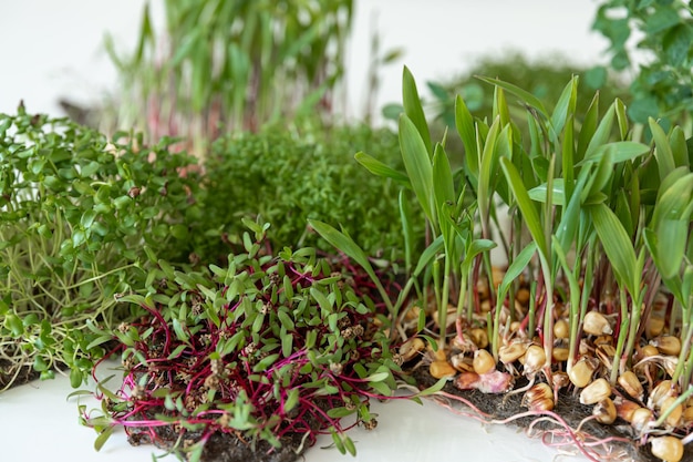 Foto gratuita microgreens con germinazione di semi e radici di microgreens