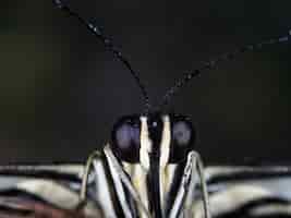 Free photo microphotography of a black and white insect