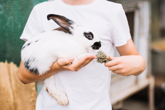 Средняя часть мальчика, который кормит траву кролику в руке