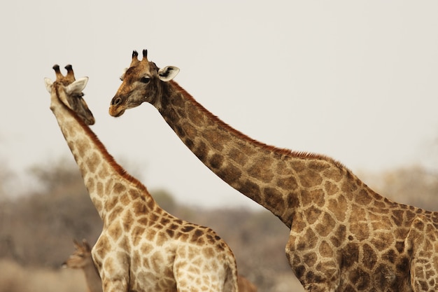 Foto gratuita metà ripresa di due giraffe che interagiscono tra loro