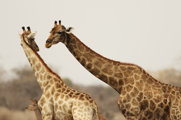 Mid shot of two giraffes interacting with each other