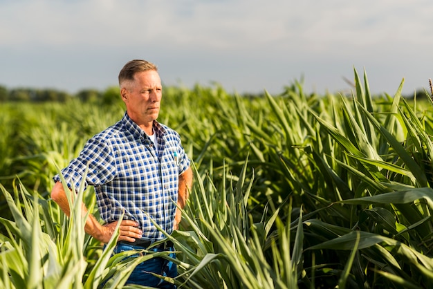 Мужчина среднего возраста осматривает кукурузное поле