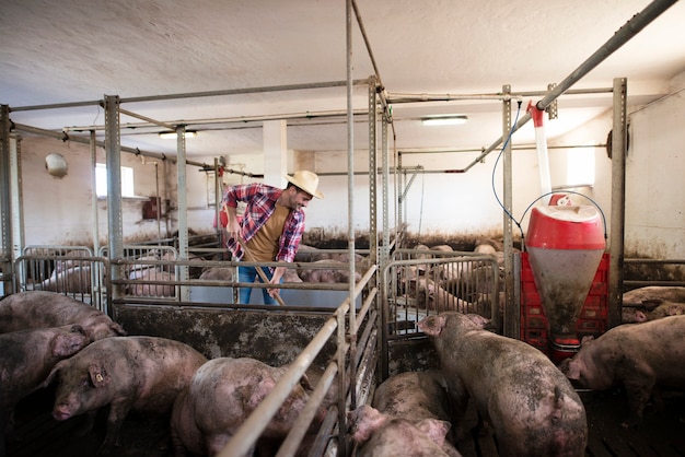 Agricoltore di mezza età che pulisce all'allevamento di suini