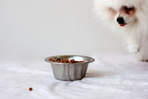 In the middle is an iron bowl with dry food and a white, fluffy pomeranian puppy runs towards it, selective focus. Premium Photo