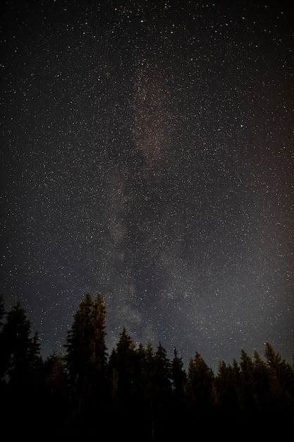 Foto gratuita notte stellata di mezzanotte con foresta di alberi sempreverdi