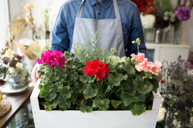 Midsection of a male florist holding hydrangea bushes in wooden crate