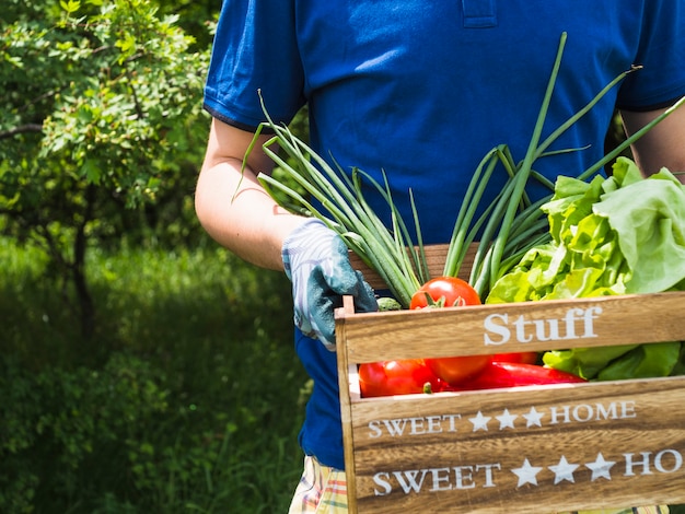 Средство человека, перевозящего ящик со свежесобранными овощами в саду
