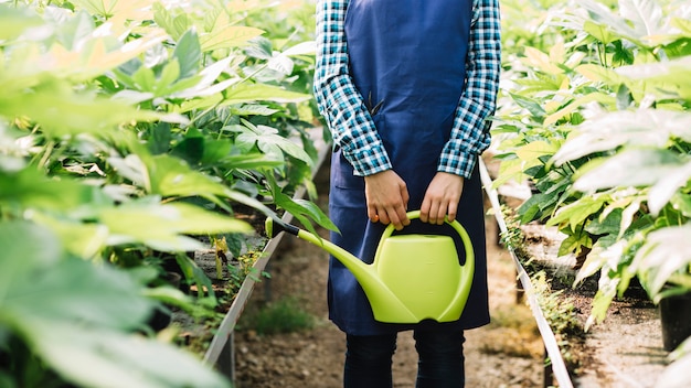 Midsection view of a gardener holding watering can with fresh plants growing in greenhouse