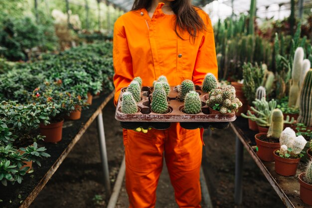 多肉植物を保有する女性の中央部