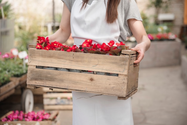 Midsection view of a woman's hand holding wooden crate with beautiful red begonia flowers