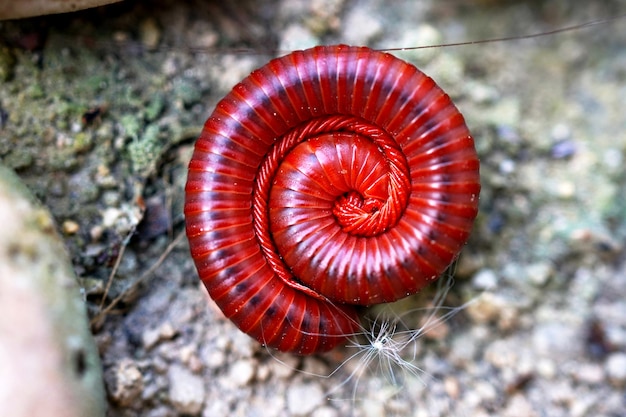 Millipedes is coil up with their head in the center on the ground