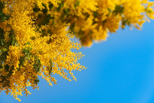 Mimosa spring flowers against blue sky background. Blooming mimosa tree over blue sky, bright sun