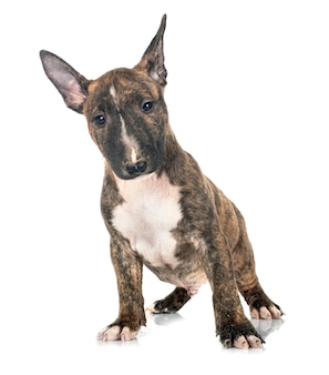 Miniature Bull Terrier Images Free Vectors Stock Photos Psd Miniature Bull Terrier Images Free Vectors Stock Photos Psd