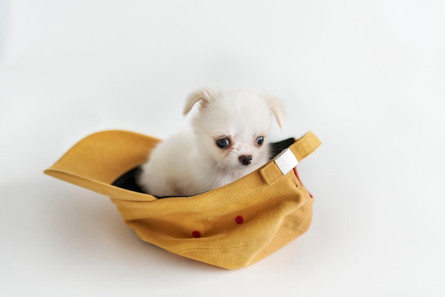 Miniature Chihuahua Dog Concept