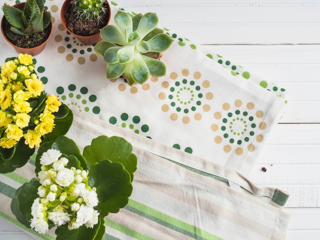 Miniature succulent potted plant on napkin over the table