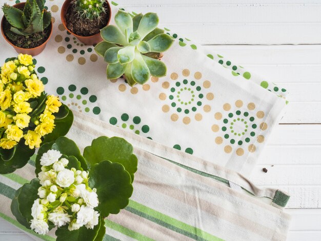 Miniature succulent potted plant on napkin over the table