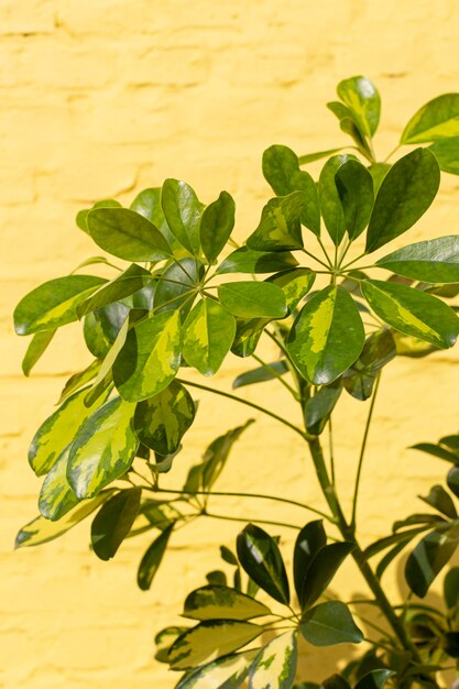 天然植物の最小限の配置