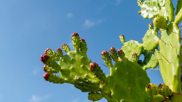 天然植物の最小限の配置