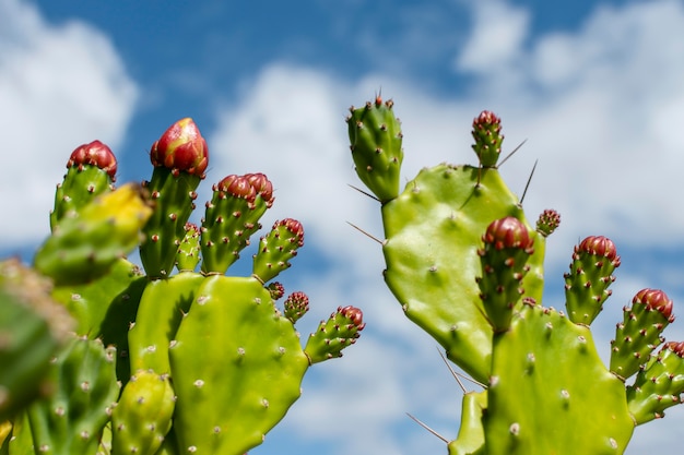 Free photo minimal arrangement of natural plant