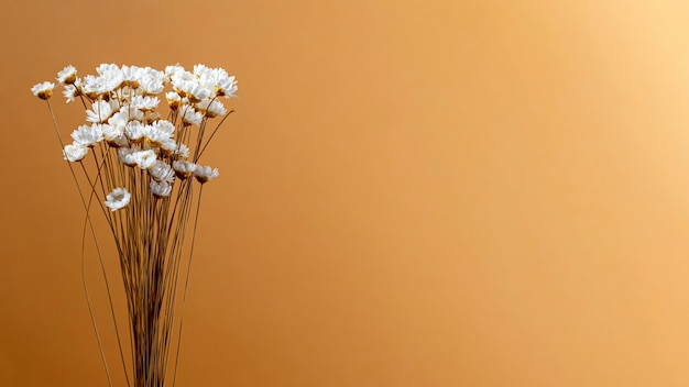 Minimal composition of natural plant on a monochromatic background