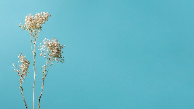 Minimal composition of natural plant on a monochromatic background