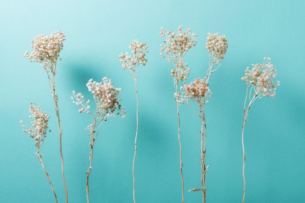 White wild flowers on a light blue background - a Royalty Free Stock Photo  from Photocase