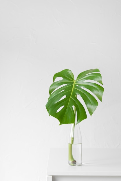 Free photo minimal tropical leaf arrangement