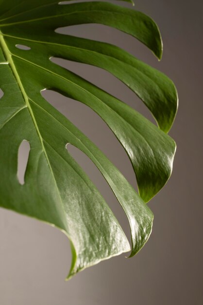 Minimal tropical leaf arrangement