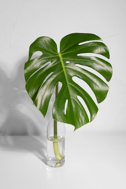 Free photo minimal tropical leaf arrangement