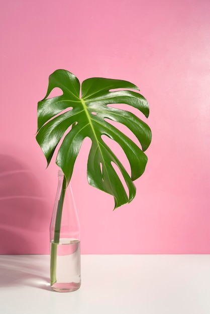 Free photo minimal tropical leaf arrangement