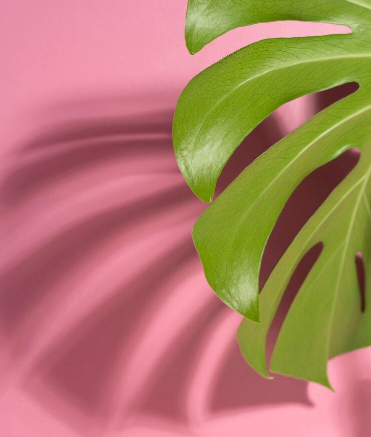 Free Photo minimal tropical leaf arrangement