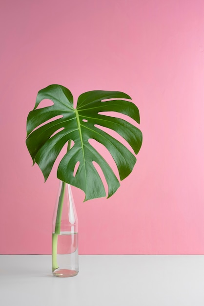 Foto gratuita assortimento minimo di foglie tropicali