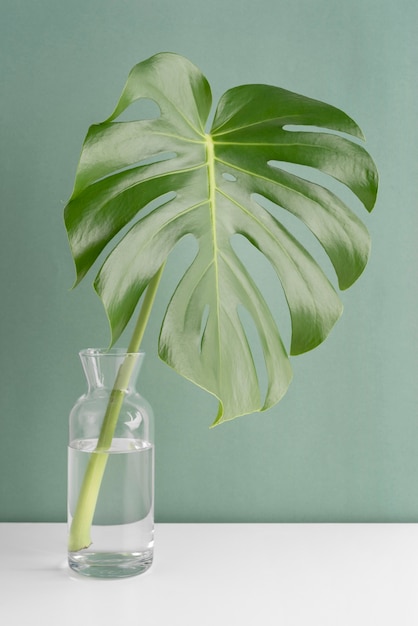 Free photo minimal tropical leaf assortment