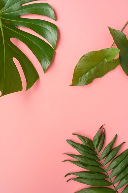 Minimal tropical leaf assortment