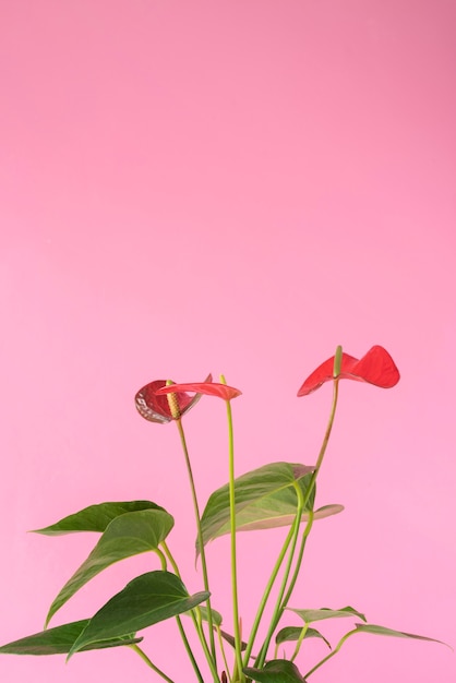 Free photo minimal tropical plant assortment