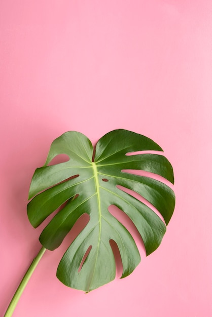 Minimal tropical plant composition
