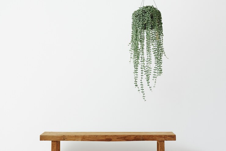 Free Photo minimal wall with angel vine plant and wooden bench