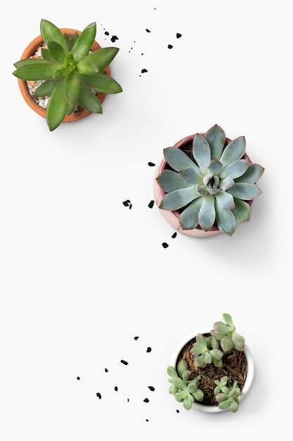 Foto gratuita sfondo bianco minimale con succulenta disposizione piatta