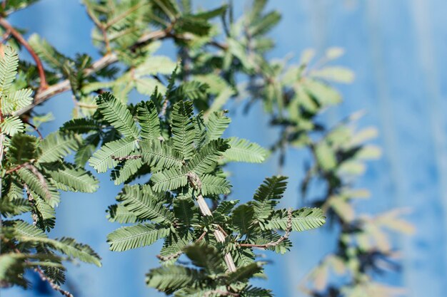 自然植物のミニマリストの配置