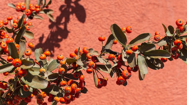 Minimalist arrangement of natural plant