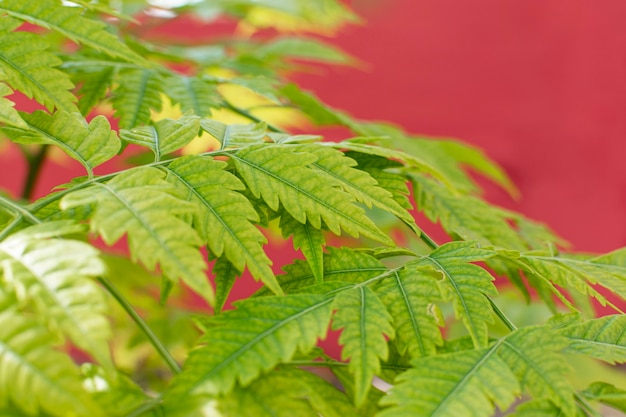 単色の背景に自然植物のミニマリストの品揃え