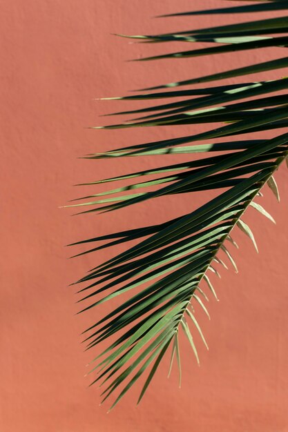 Minimalist assortment of natural plant on a monochromatic background