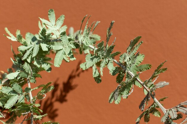 Minimalist assortment of natural plant