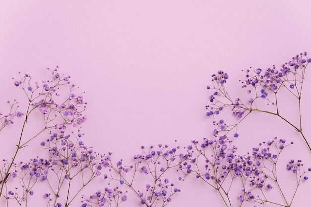 Minimalist banner with flowers gypsophila on a pink background. spring, holiday concept.