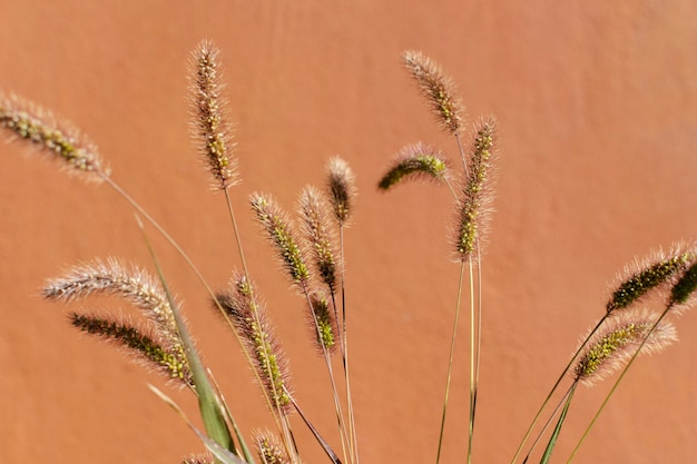 Minimalist composition of natural plant on a monochromatic background