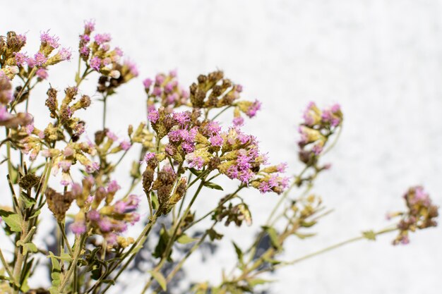 Minimalist composition of natural plant