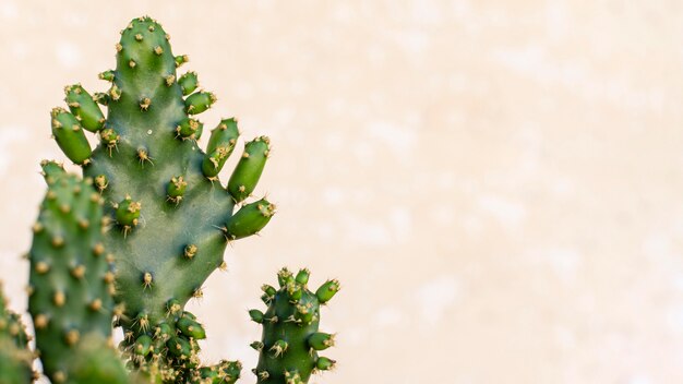 Minimalist composition of natural plant