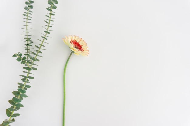 装飾的な植物とミニマリストの組成