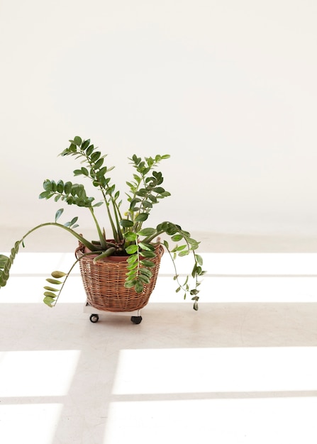 Minimalist home plant with and window shadows
