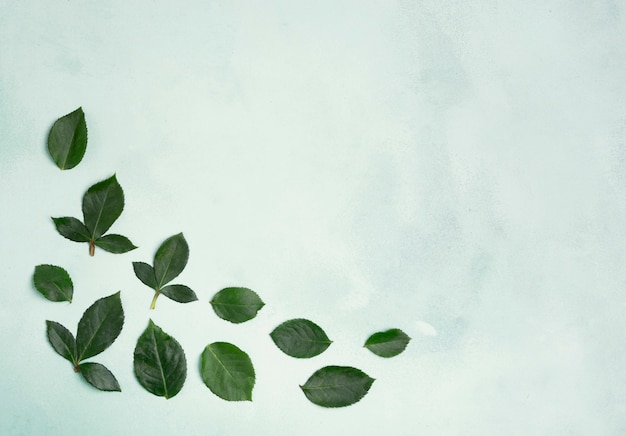 Free photo minimalist leaves with copy space